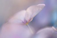 Affichage d'appel d'offres de Hortensia