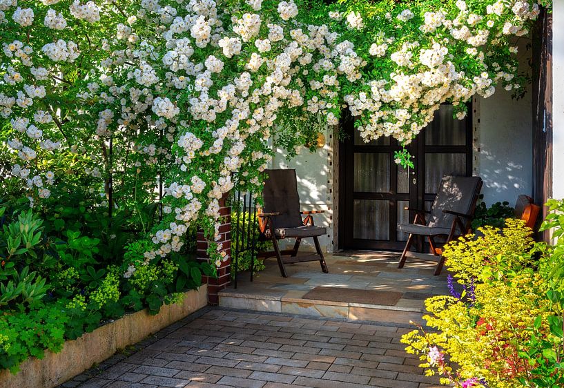Beautiful white rambler rose at a house entrance by ManfredFotos