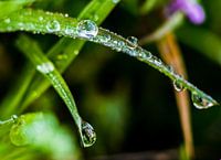 Water droplets