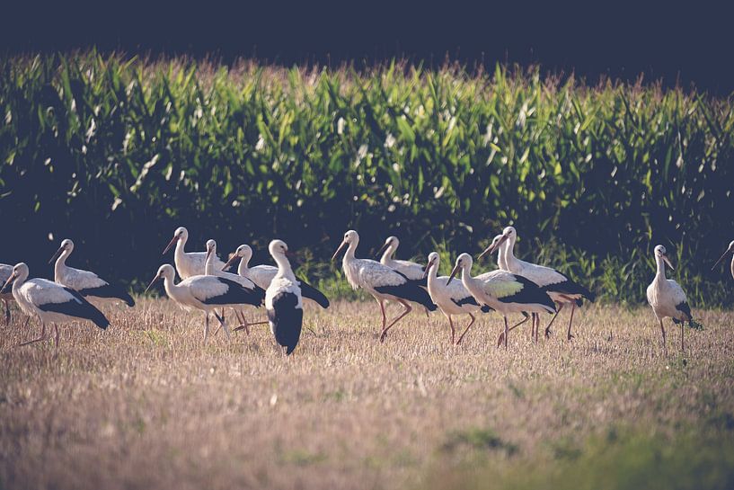 Versammlung der Störche auf weiter Flur von Thorsten Güttes / 25pictures