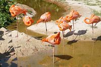 oranje flamingo