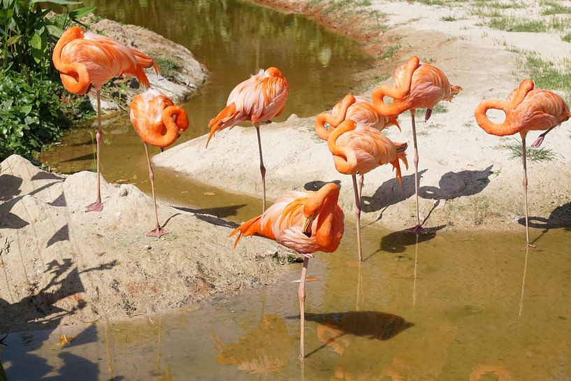 oranje flamingo von Bart Cornelis de Groot