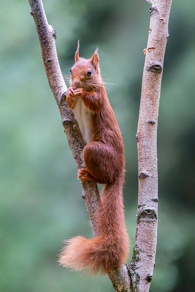Squirrel with a nut. by Albert Beukhof