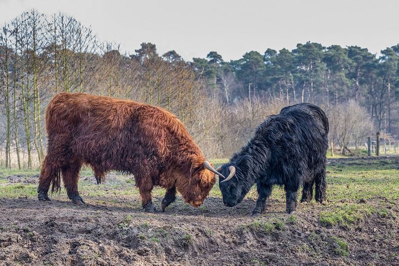 Fighting black and brown scottisch highlander bull and cow in spring season by Ben Schonewille