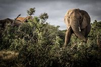 Elephants between the forests during the safari in the Kruger Park South Africa