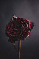 Red rose
