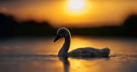 Donzy.nl - Junger Schwan im Gegenlicht der untergehenden Sonne.