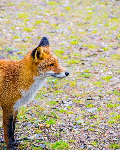 The Waiting Fox par Erik Bravenboer