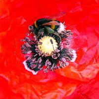 Coquelicot avec bourdon, macro