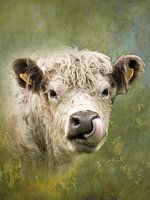 Bœuf de Galloway - Photo animalière d'art dans la teinte Secret Safari