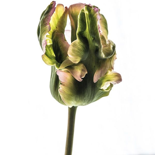 Naturkunst von Annelies Martinot