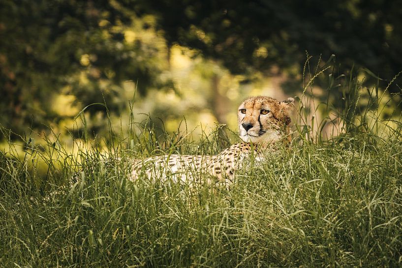 Gepard im Gras von Steffen Peters