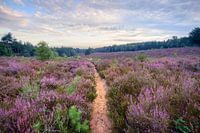 Heathland on the Utrecht Ridge