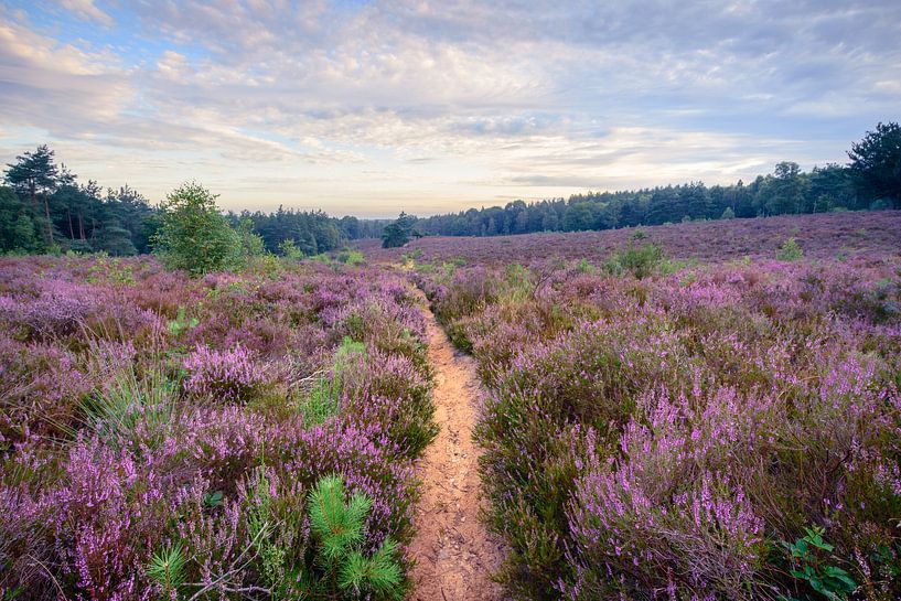 Bruyère sur le Utrechtse Heuvelrug par Max ter Burg Fotografie