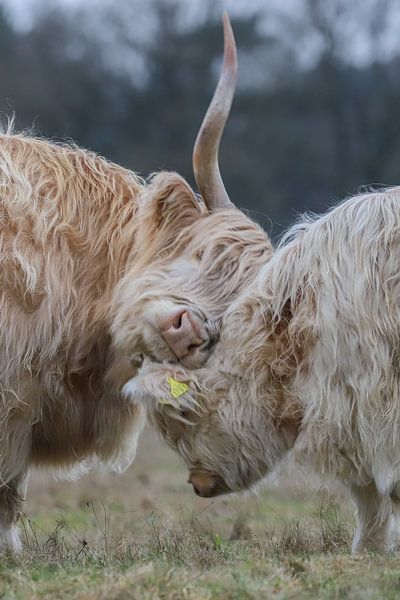 Mother love! by Karin van Rooijen Fotografie