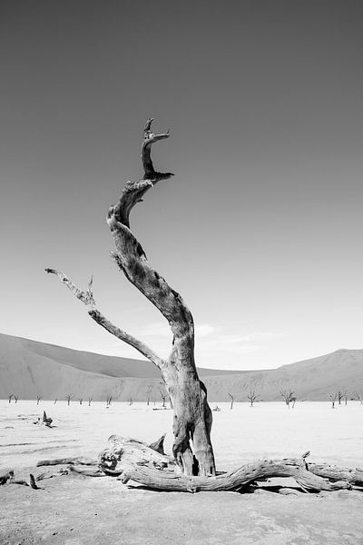 Einsamer Baum in Dodevlei Namibia | Naturfotografie Landschaft von Monique Tekstra-van Lochem
