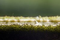 Ein Rätsel; kleiner Tipp, wir haben es mit einer sehr starken Vergrößerung zu tun. Aber wovon?