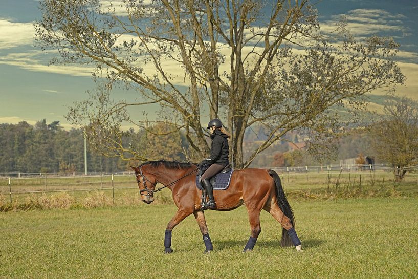 Meilleurs amis - hongre rhénan brun et sa cavalière par Babetts Bildergalerie