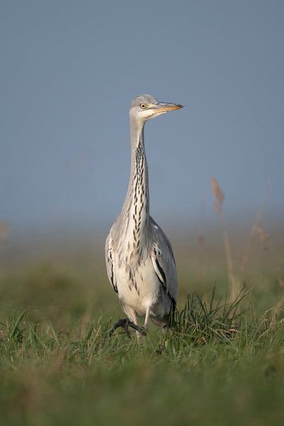 lustiger Geselle... Graureiher *Ardea cinerea* von wunderbare Erde