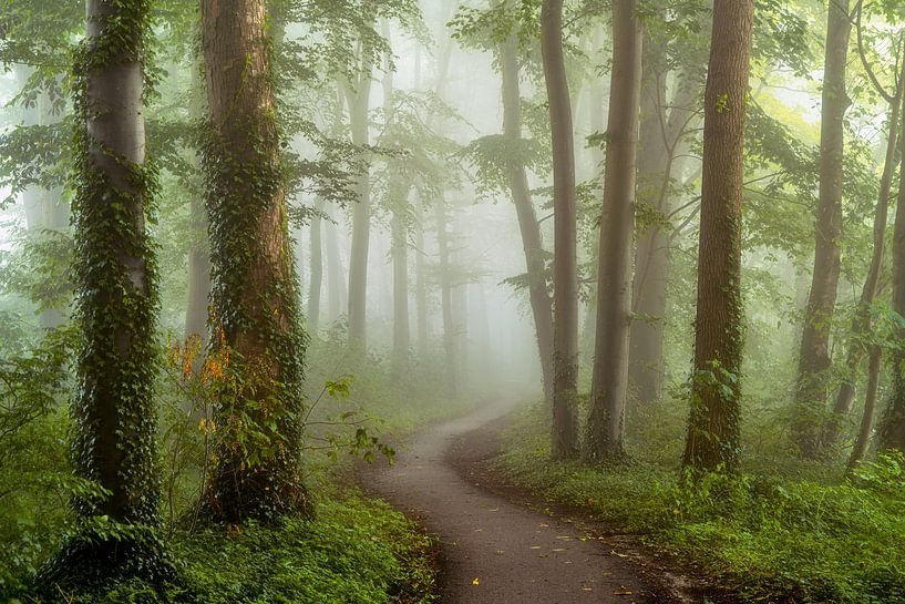 Matin brumeux par Lars van de Goor