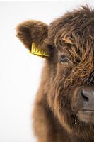 Holländische wildlife