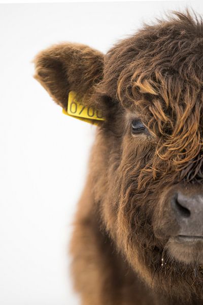 Holländische wildlife von Marloes van Pareren