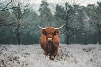 Keine Milch, aber... Eiscreme?