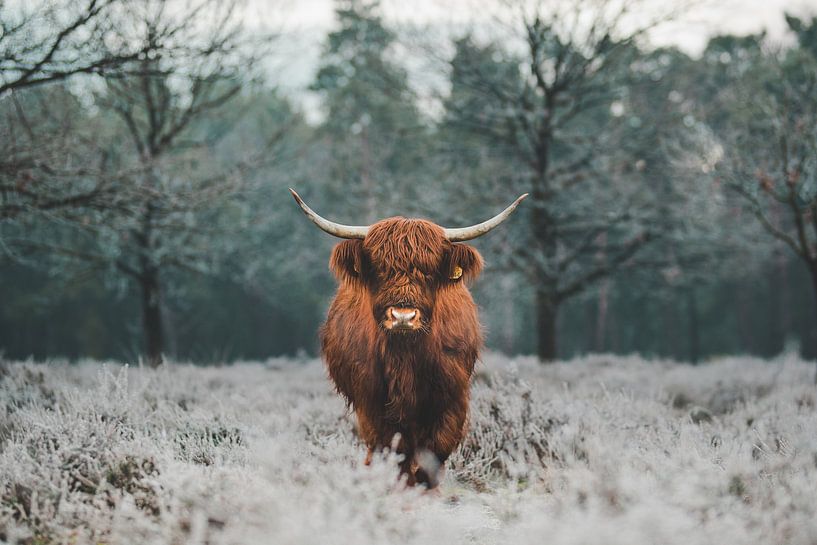 Keine Milch, aber... Eiscreme? von Need 4 Speed Fotografie