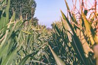 Through the cornfield