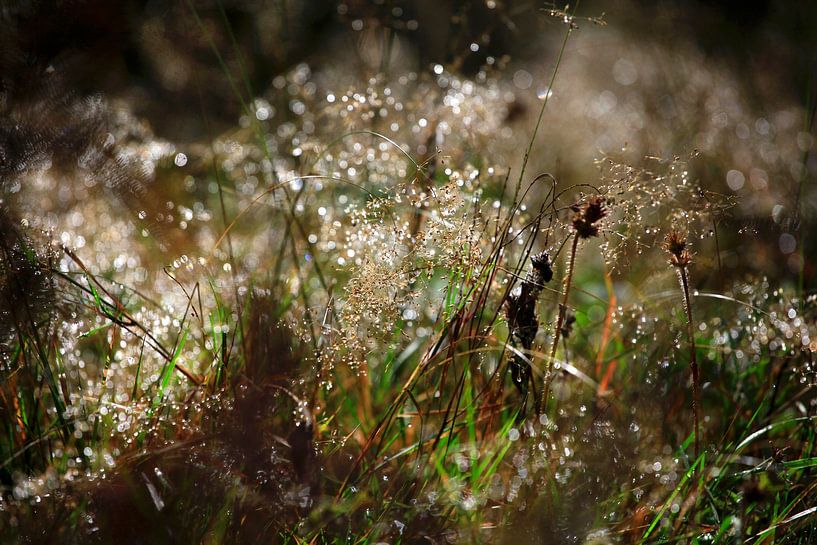 Dew in the morning in the forest by Thomas Jäger