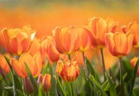 Orangefarbenes Tulpenfeld