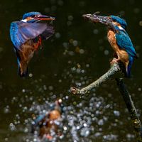 Pêche des martins-pêcheurs