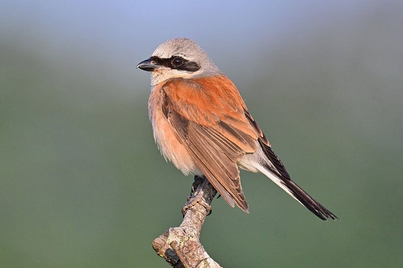 Neuntöter von Bernhard Kaiser