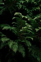 Levendig Groen in Stille Schaduw