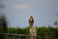 Jonge buizerd na eerste vlucht
