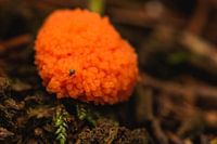 Coussin tubulaire rouillé