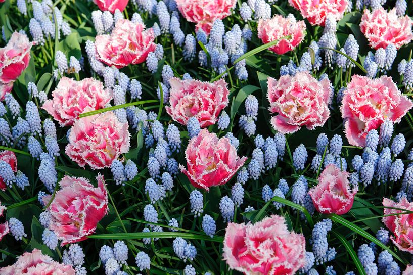 Bloemen - Anjers en blauwe druifjes - Nederland by Jeroen(JAC) de Jong