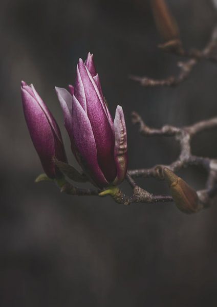 Judy par Marina de Wit