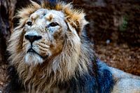 King of the savannah