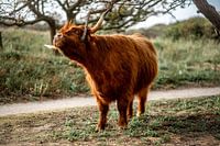 Le Highlander écossais dans le parc de Westduin