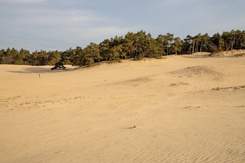 Sand, Sand und noch mehr Sand, das ist der Hulshorster Sand von Hans de Waay
