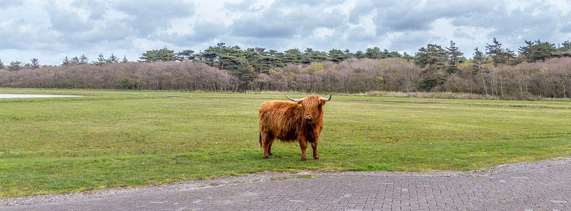 Highlanders - Texel by Texel360Fotografie Richard Heerschap