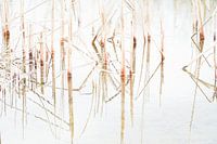 Riet reflecties