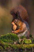 Écureuil avec une noix