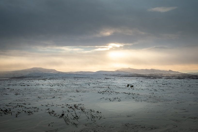 The Flatruet. by Marco Lodder