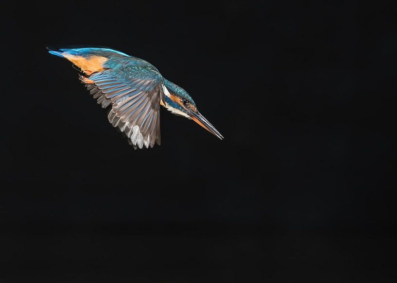 A King fishing! by Robert Kok