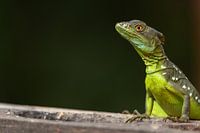 Een hagedis bekijkt je