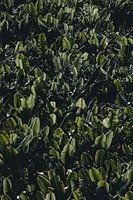 Bananenplantage Teneriffa Fotodruck