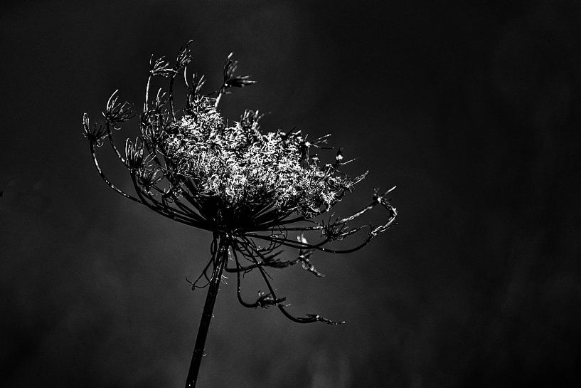 Ausblühen in Schwarz und Weiß von Joke Beers-Blom