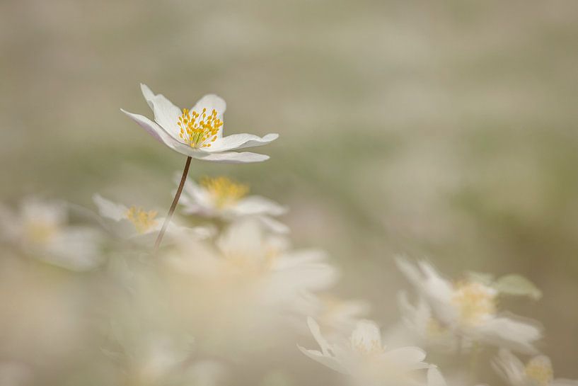 A cloud of wood anemones von Lia Hulsbeek Brinkman
